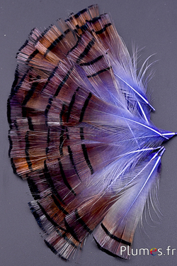 Faisan doré - 4-6 cm - orange doré-violet